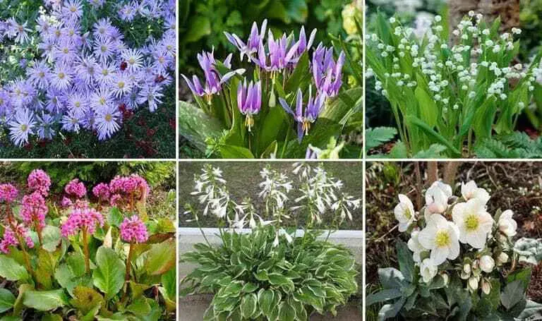 Supervisar templo Pato 11 plantas con flores ideales para cultivar a la sombra
